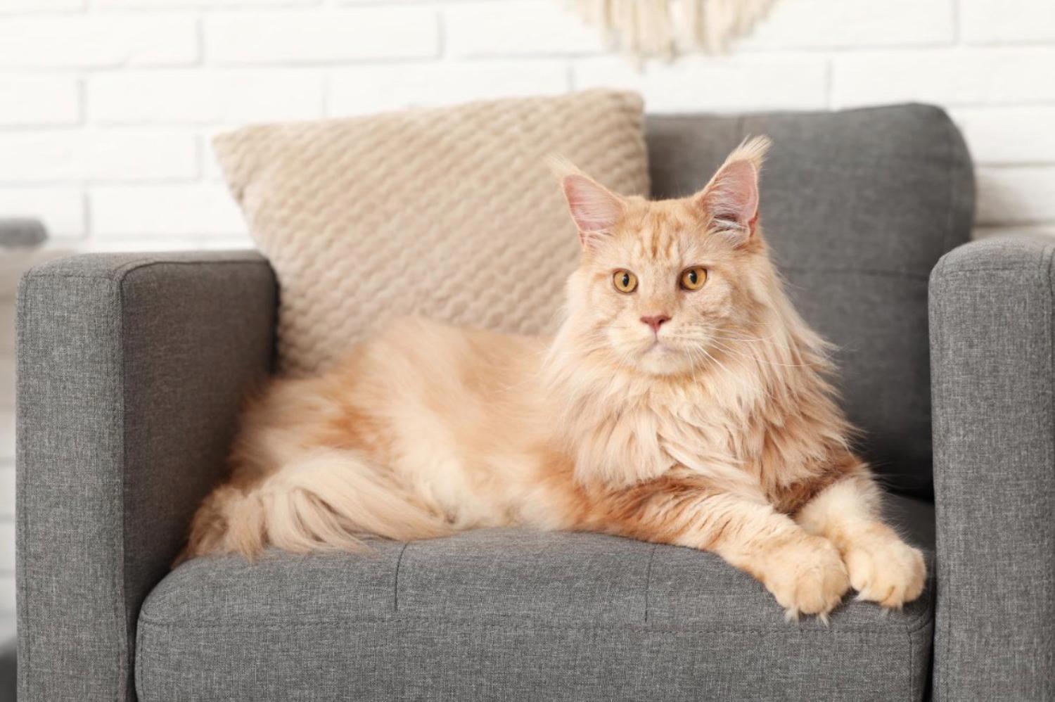 Изображение статьи «Омега-3 и Омега-6: ключ к долголетию, скрытый в миске вашего питомца». Изображение статьи «Омега-3 и Омега-6: ключ к долголетию, скрытый в миске вашего питомца».